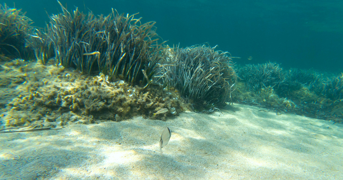 L'Office franais de la biodiversit lance un appel  projets sur les fonds marins en Mditerrane