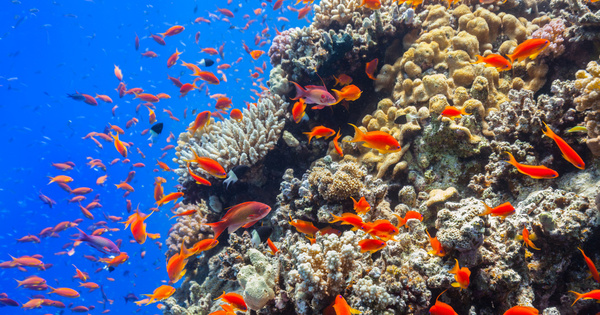 Une nouvelle proposition pour amliorer la protection des coraux