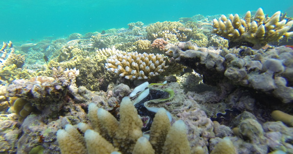 Les rcifs coralliens du patrimoine mondial risquent de disparatre d'ici  2100