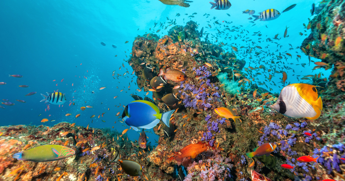 Rcifs coralliens: l'ADN environnemental amliore le suivi de la diversit des poissons
