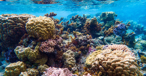 Rcifs coralliens: l'OFB lance un nouvel appel  projets