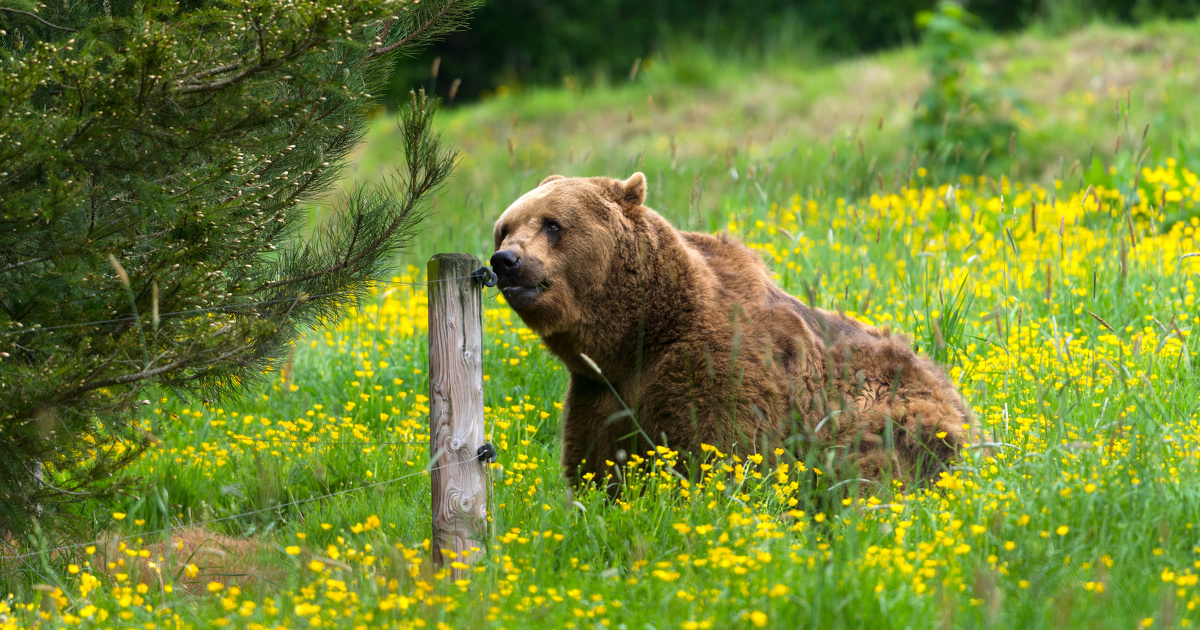 Le Conseil d'tat dclare illgaux les tirs d'effarouchement des ours des Pyrnes