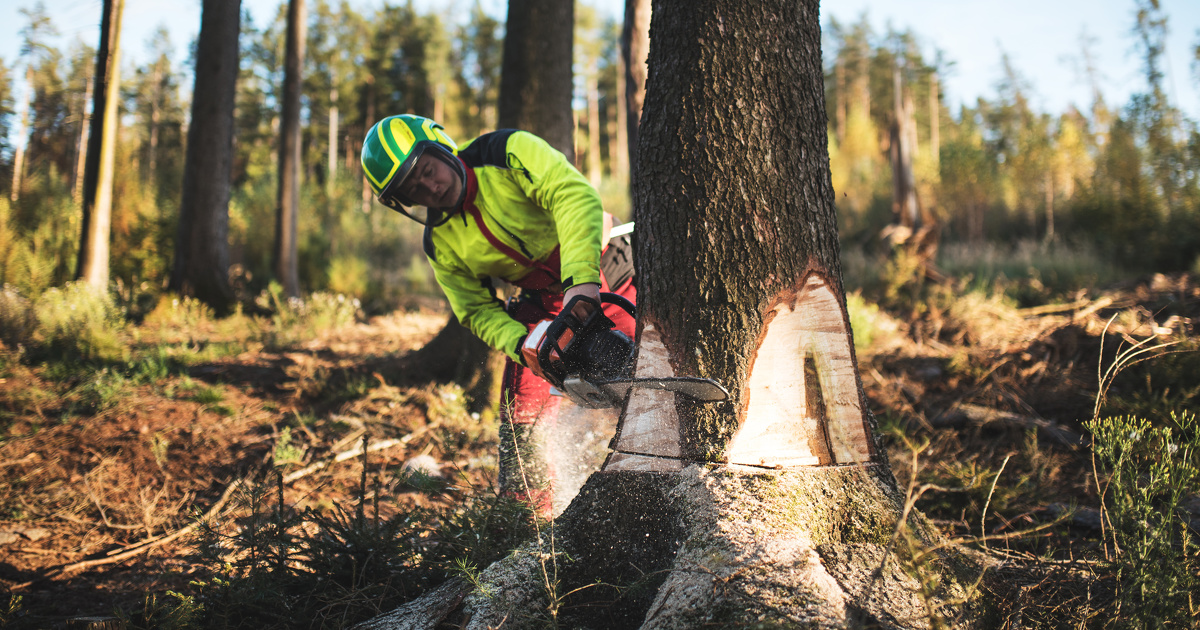 L'association Canope saisit la Commission europenne  propos du plan franais de plantation d'arbres