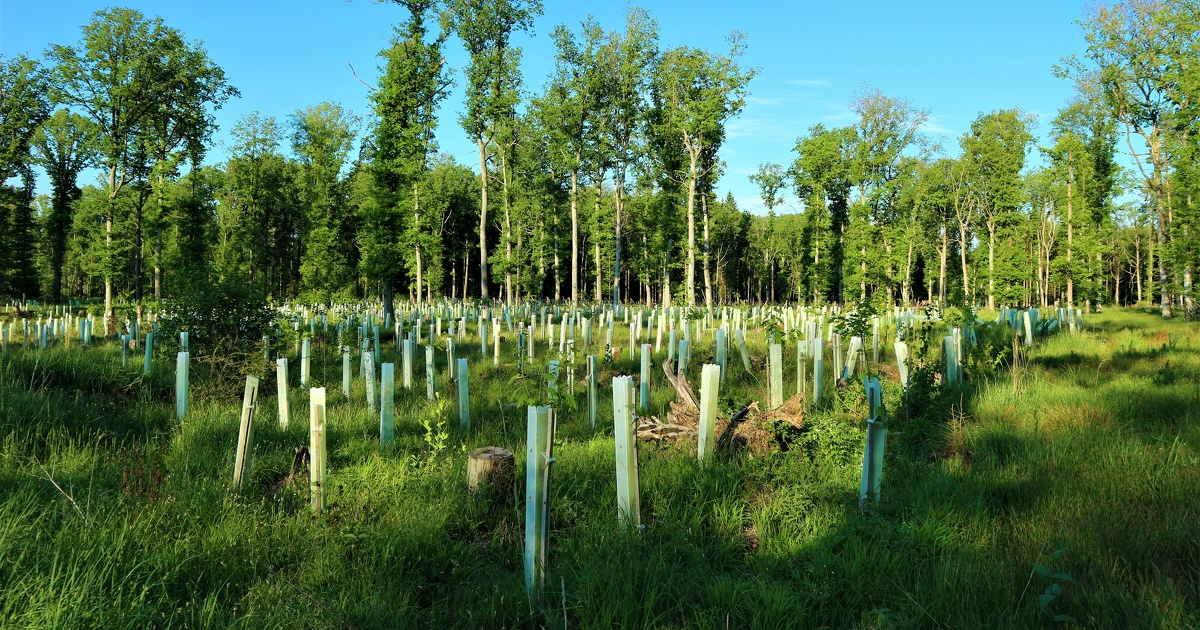 Les bnfices de la diversification des espces dans les plantations forestires