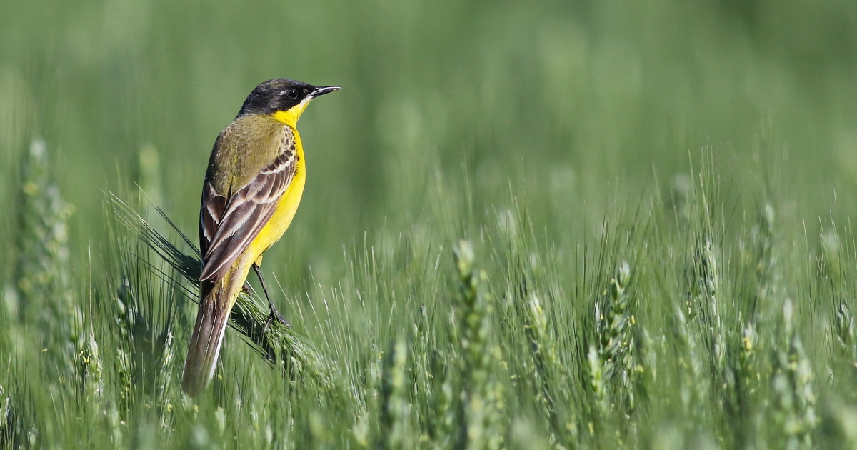 Pesticides: les oiseaux ramollissent  leur exposition