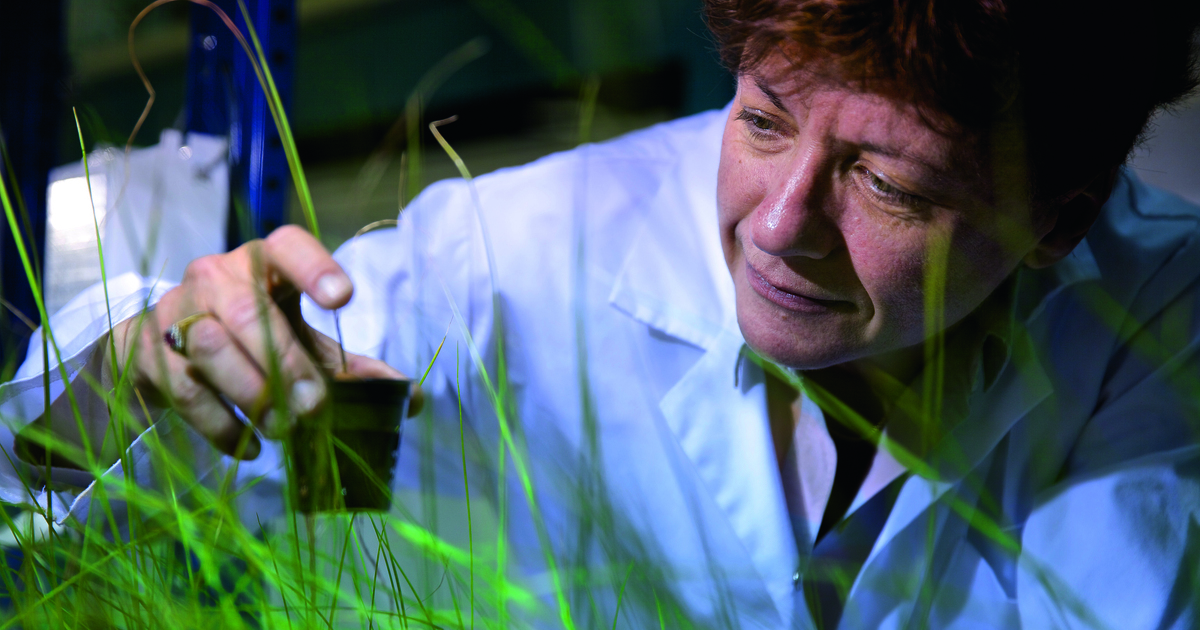 Une chercheuse franaise rcompense dans le domaine de l'extraction des mtaux par les plantes