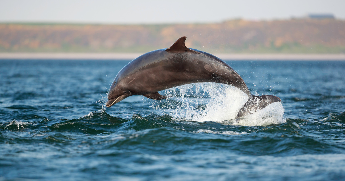 Protection des dauphins: la Commission europenne donne deux mois  la France pour se mettre  niveau