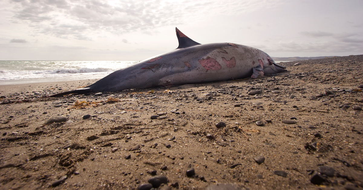 Captures de dauphins: la France demande un dlai supplmentaire pour rpondre  la Commission europenne