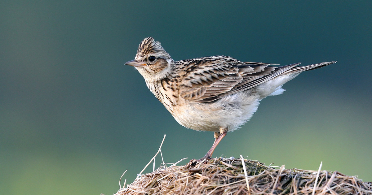 Chasse traditionnelle d'oiseaux: trois projets d'arrts mis en consultation