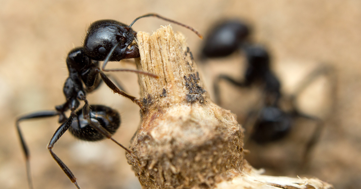 Les fourmis bnficient plus aux agriculteurs que les pesticides, selon une tude