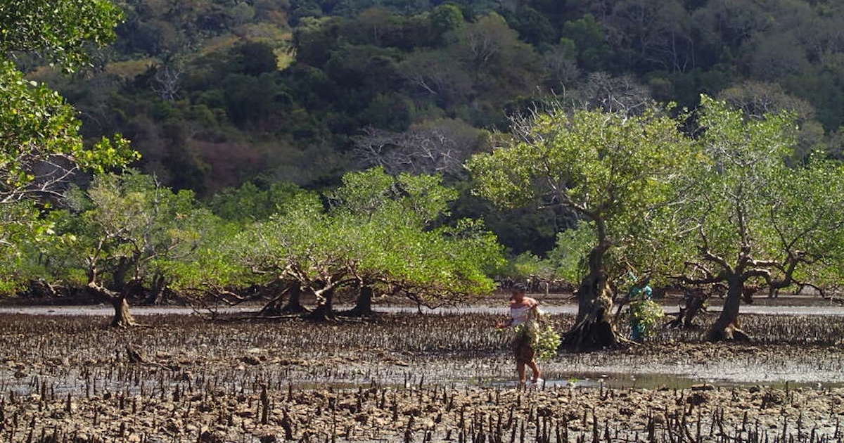 Biodiv'Eco: l'OFB retient sept projets  Mayotte et  LaRunion