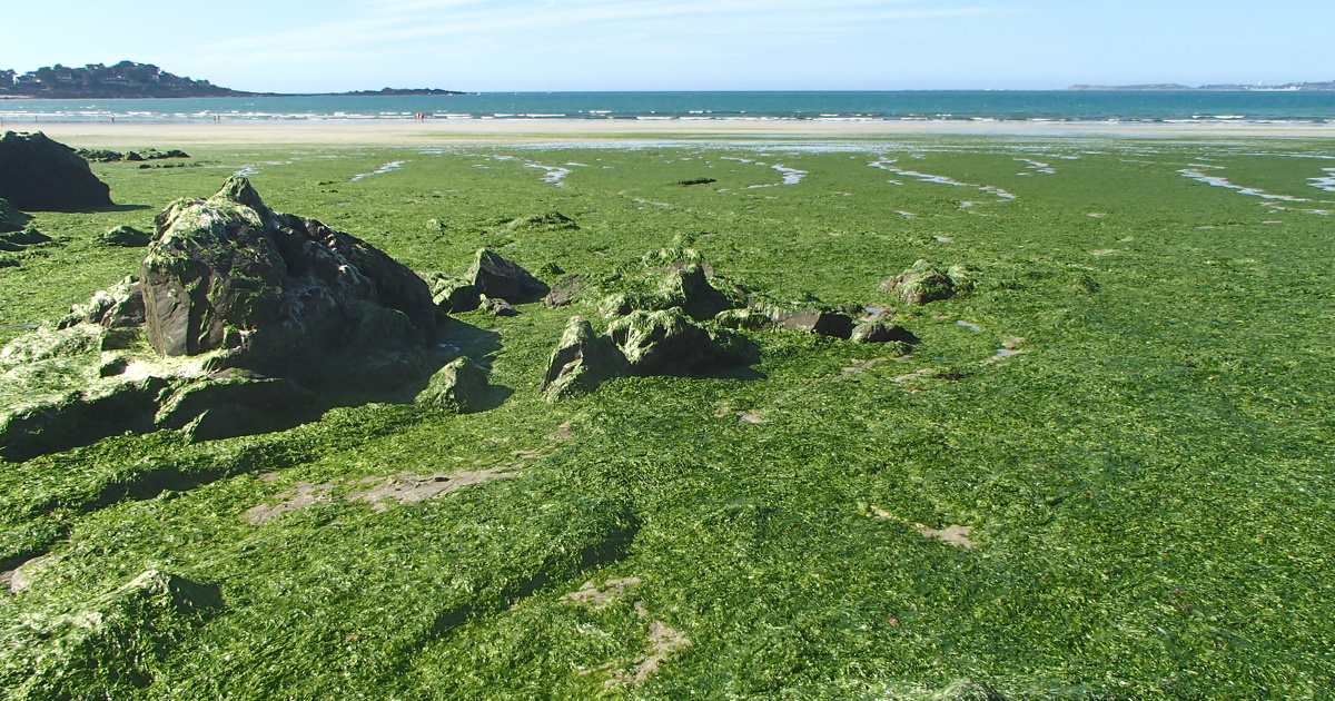 Nitrates: Eau et rivires de Bretagne engage de nouveaux recours, s'inspirant de l'Affaire du sicle