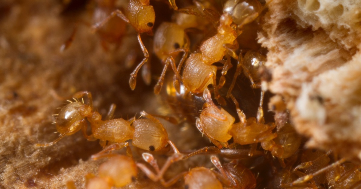 La fourmi lectrique, espce particulirement invasive, a t repre pour la premire fois en France