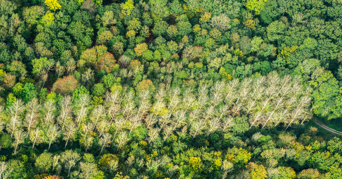 L'inventaire forestier national rvle un accroissement de 54% de la mortalit des arbres 