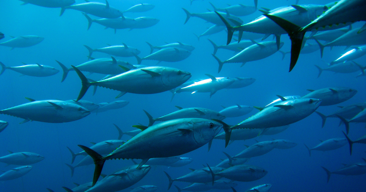 Pche en Atlantique: la Cicta adopte une stratgie de gestion du thon rouge