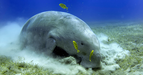 Liste rouge de l'UICN: les dugongs et les ormeaux dsormais menacs d'extinction