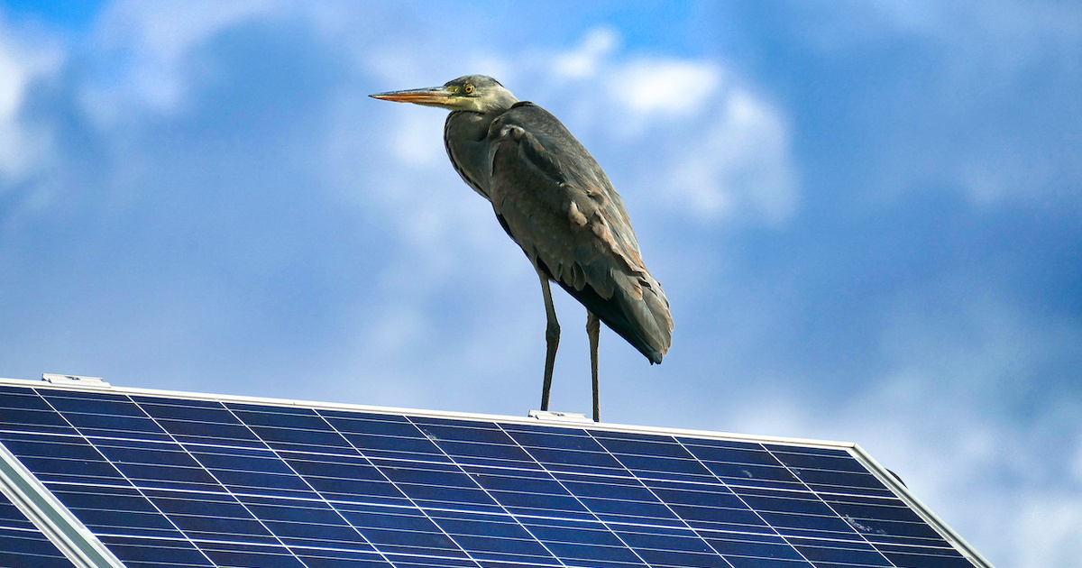 L'Ademe et l'OFB lancent un suivi des oiseaux dans les parcs photovoltaques