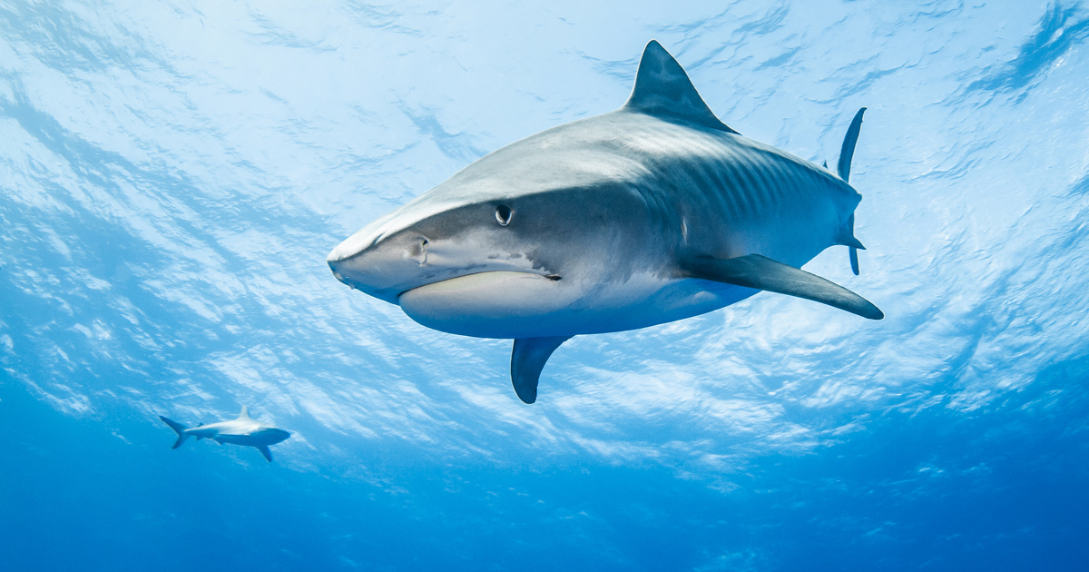 Prlvement de requins  La Runion: la justice reconnat l'intrt  agir d'une association nationale