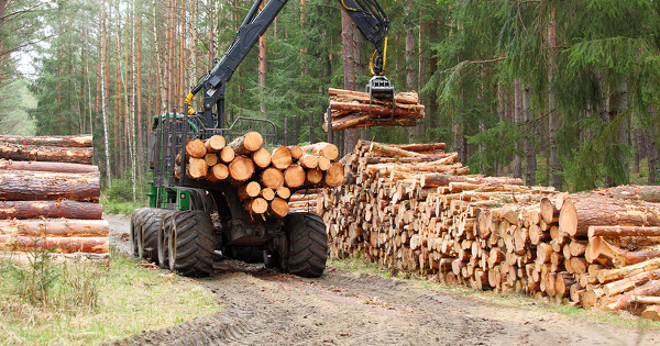 Filire bois: le Gouvernement renouvle trois dispositifs de soutien