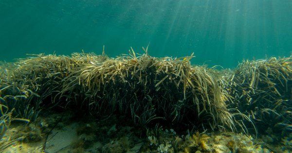 Label bas-carbone: une premire mthode approuve pour la protection du milieu marin