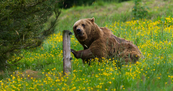 Effarouchement des ours: publication du nouvel arrt