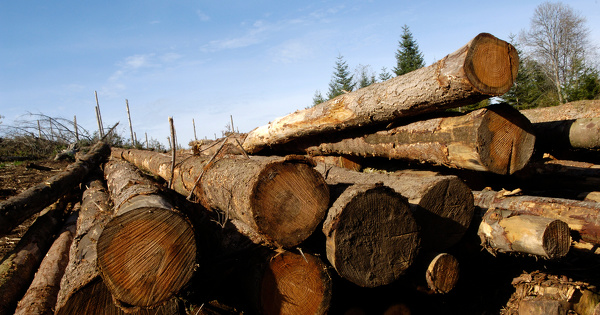 Coupes d'arbres: le Gouvernement somm de prciser les cas de dispense de dclaration pralable