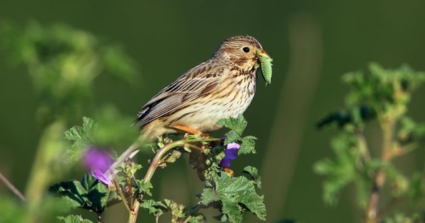 Disparition des oiseaux: une tude scientifique dmontre l'effet prpondrant de l'agriculture intensive