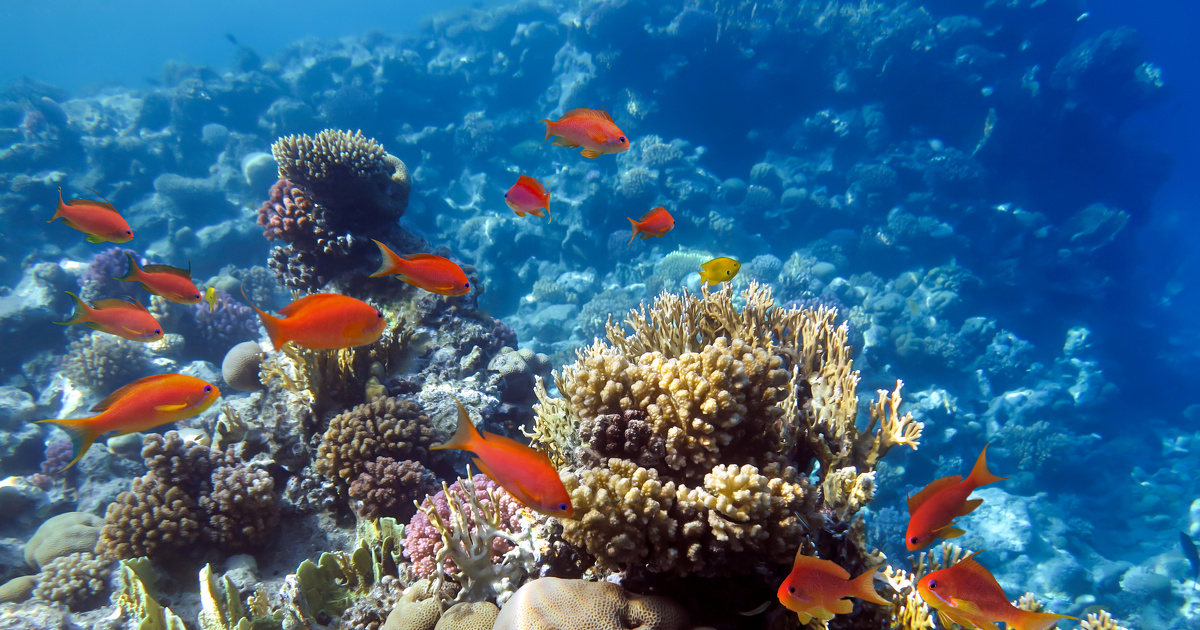 La pche et la pollution menacent autant les rcifs coraliens que le rchauffement climatique