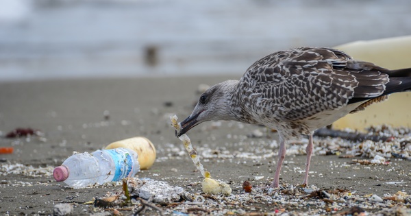 Pollution plastique: la mer Mditerrane fait partie des zones o les oiseaux sont le plus  risque