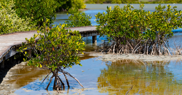 Label bas carbone: une mthode de restauration des mangroves en consultation