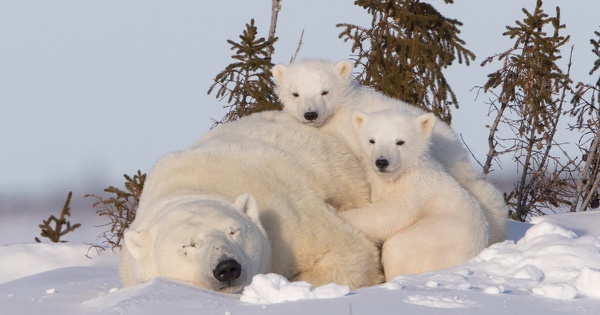 Le lien entre l'mission de gaz  effet de serre et la survie des ours polaires est dsormais quantifiable