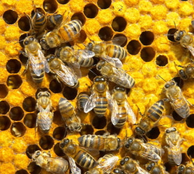 L'UNAF demande le retrait immdiat des produits  phytosanitaires toxiques pour les abeilles