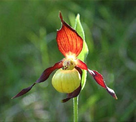 27 espces d'orchides franaises menaces d'extinction