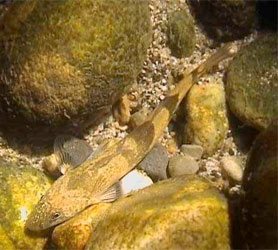 Une passe  poissons est inaugure pour prserver l'apron dans le bassin du Rhne