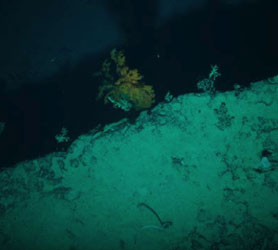 Une tude scientifique est mene sur les coraux d'eau froide du golfe de Gascogne