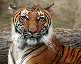 Tigre d'Asie : la population rgresse fortement