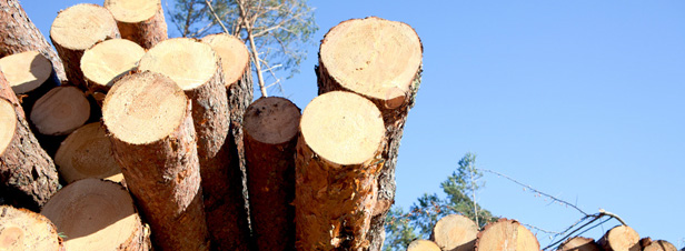 Le bois illgal interdit dans l'Union europenne