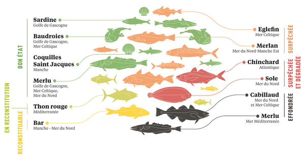 La surpche touche encore 21% des populations de poissons sur les ctes franaises