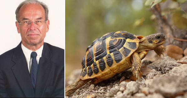 La survie de la tortue d'Hermann sera menace en cas de multiplication des incendies 