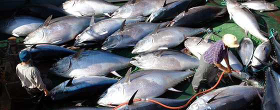 Pche au thon rouge : les engagements pour la biodiversit pris  Nagoya soumis  rude preuve