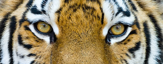 13 pays asiatiques runis du 21 au 24 novembre pour sauver le tigre