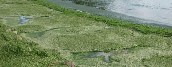 Algues vertes : des seuils mortels au niveau du sol dans la baie de Morieux