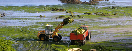 Algues vertes : l'agriculture finistrienne refuse de poursuivre la mise en uvre du Plan d'actions