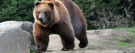 Le Parlement europen rappelle  la France son obligation de prservation de l'ours brun