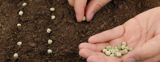 Le Parlement vote pour la protection de la proprit intellectuelle des semences vgtales