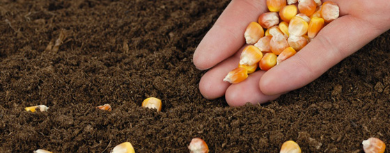 Clause de sauvegarde OGM : pro et anti-OGM afftent leurs arguments