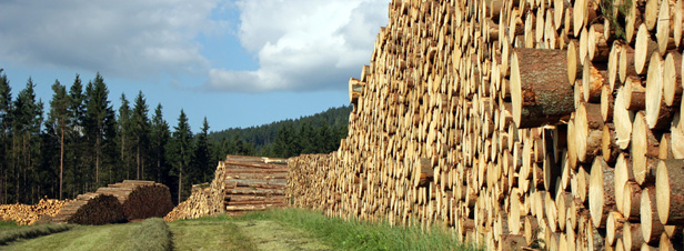 La France refond son code forestier