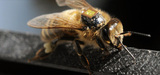 La substance active du Cruiser intoxique les abeilles mme  faible dose