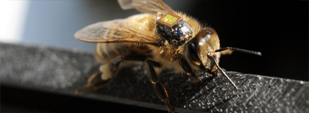 La substance active du Cruiser intoxique les abeilles mme  faible dose