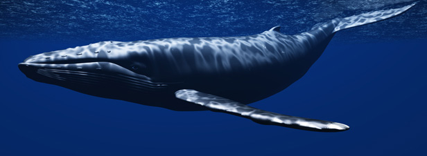 La communaut internationale peine (toujours)  protger les baleines